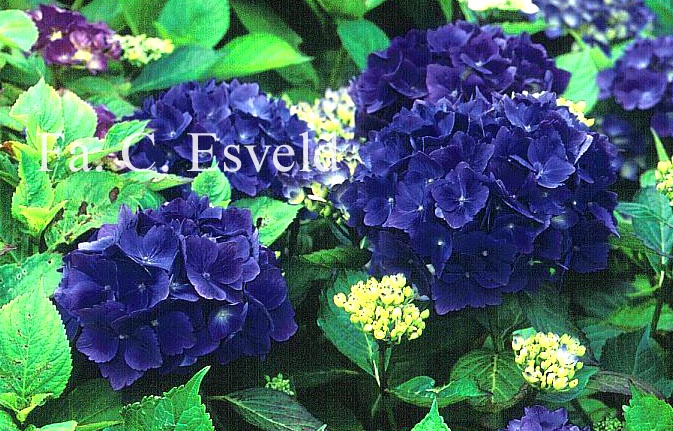 Hydrangea macrophylla 'Mathilde Guetges'