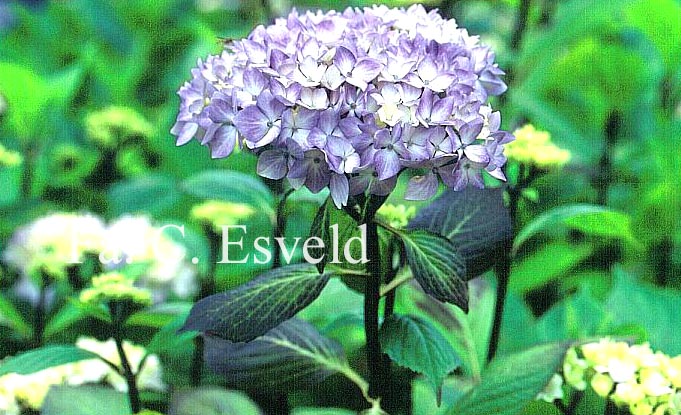 Hydrangea macrophylla 'Nigra'