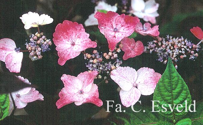 Hydrangea serrata 'Intermedia'