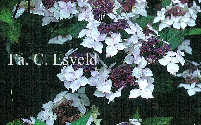 Hydrangea serrata 'Grayswood'