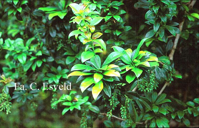 Berberis valdiviana