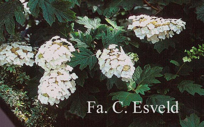 Hydrangea quercifolia 'Flemigea' (SNOWQUEEN)