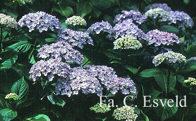 Hydrangea macrophylla 'Ayesha'