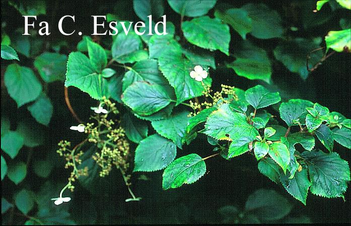 Hydrangea anomala 'Tiliifolia'