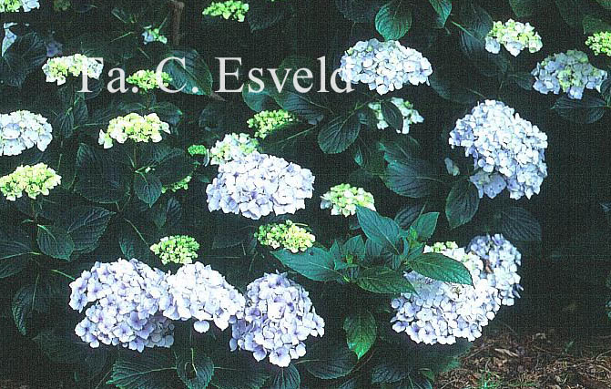 Hydrangea macrophylla 'Seascape'