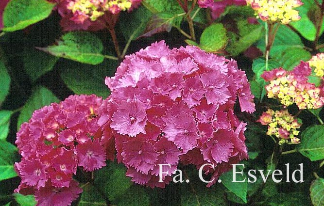 Hydrangea macrophylla 'Europa'