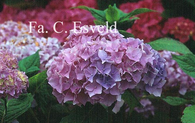 Hydrangea macrophylla 'Gartendirektor Kuehnert'