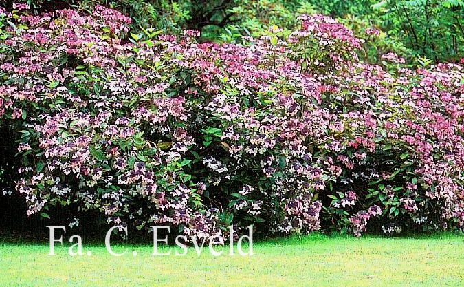 Hydrangea serrata 'Grayswood'