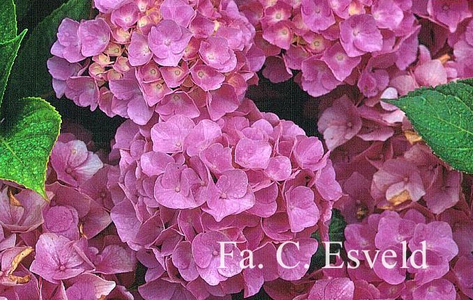 Hydrangea macrophylla 'Bodensee'