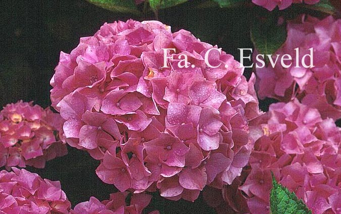 Hydrangea macrophylla 'Bodensee'