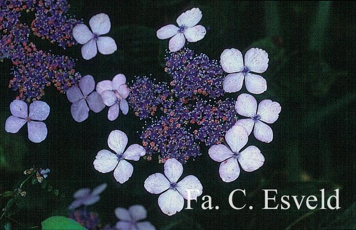 Hydrangea serrata 'Bluebird'