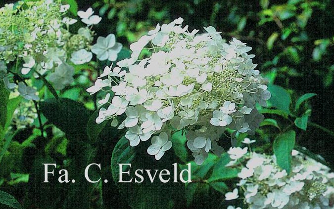 Hydrangea paniculata 'Brussel's Lace'