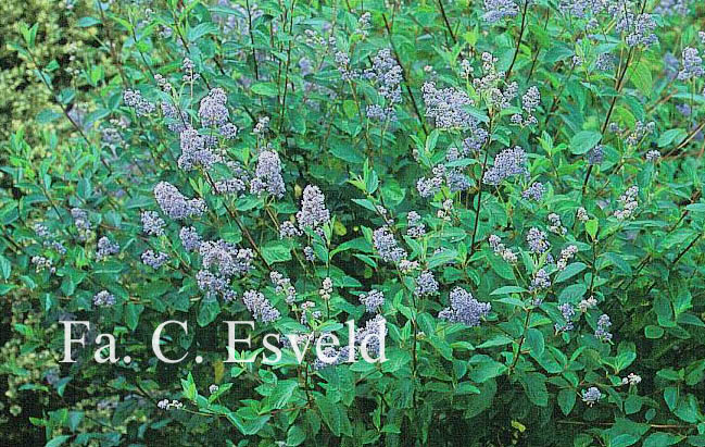 Ceanothus delilianus 'Gloire de Versailles'