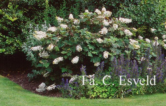 Hydrangea quercifolia