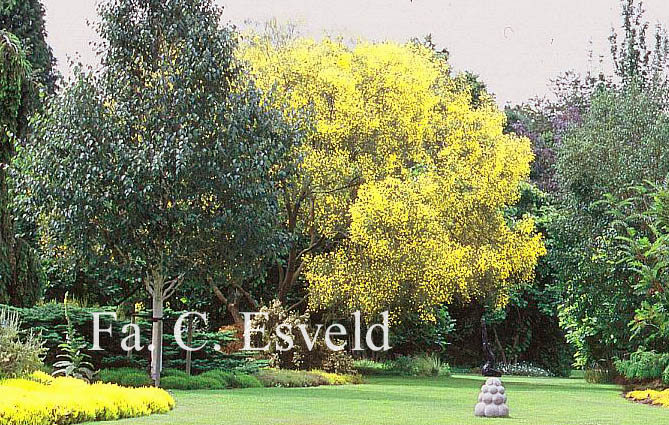 Genista aetnensis
