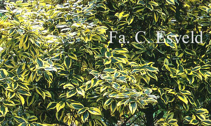 Elaeagnus ebbingei 'Gilt Edge'