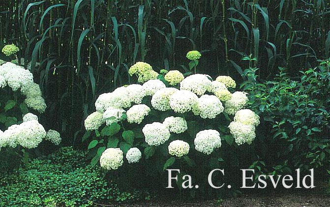 Hydrangea arborescens 'Annabelle'