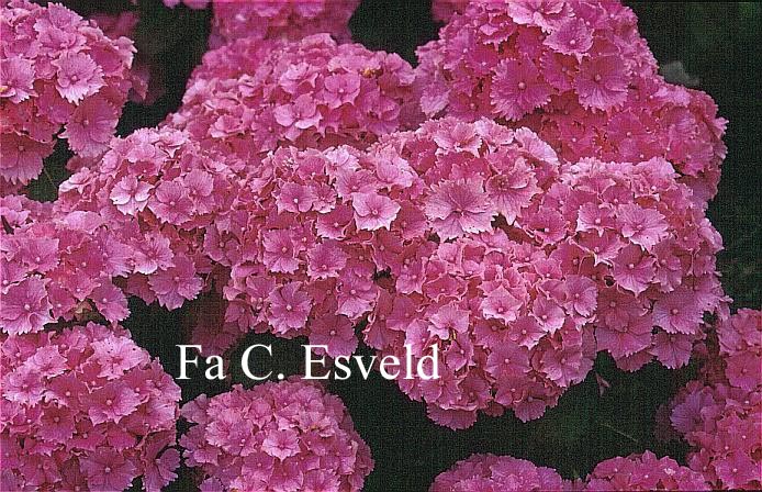Hydrangea macrophylla 'Lancelot'