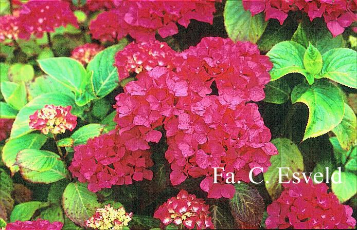 Hydrangea macrophylla 'Mme. G.J. Bier'