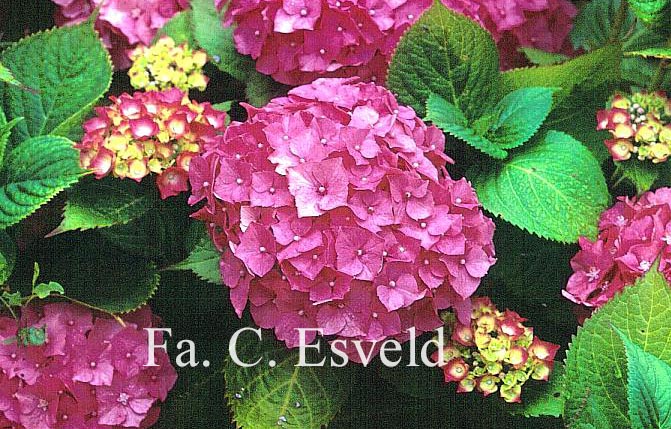 Hydrangea macrophylla 'Miss Hepburn'