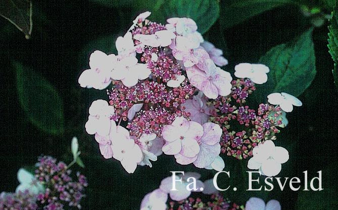 Hydrangea serrata 'Imperatrice Eugenie'