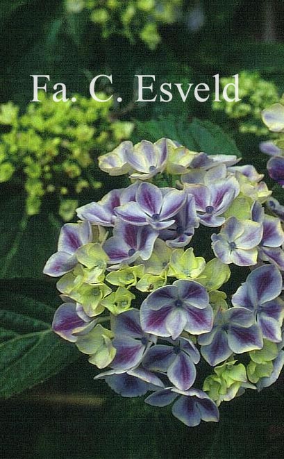 Hydrangea macrophylla 'Frau Katsuko' (LADY KATSUKO)