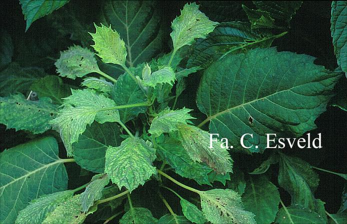 Hydrangea sikokiana