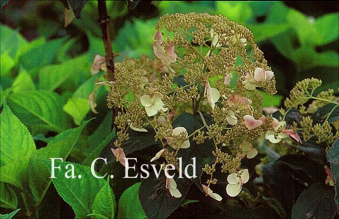 Hydrangea heteromalla 'Jermyn's Lace'