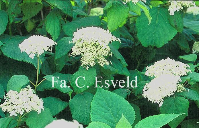 Hydrangea arborescens 'Hill of Snow'