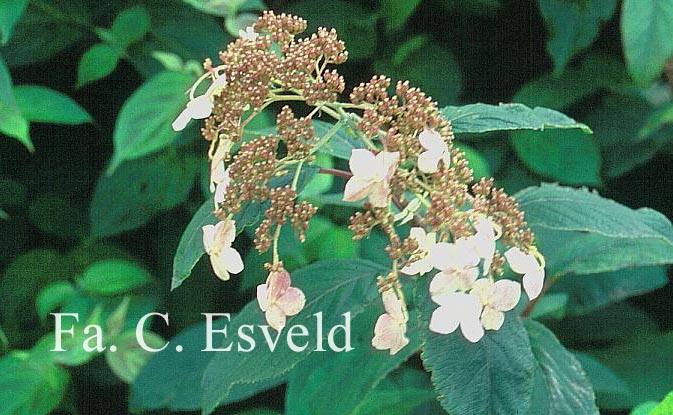 Hydrangea heteromalla 'Krista'