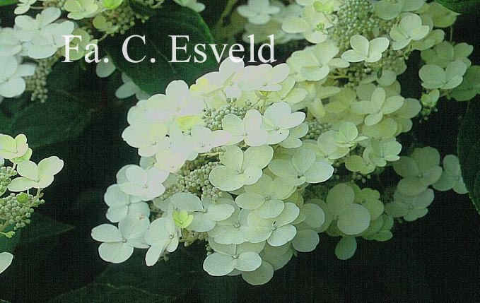 Hydrangea paniculata