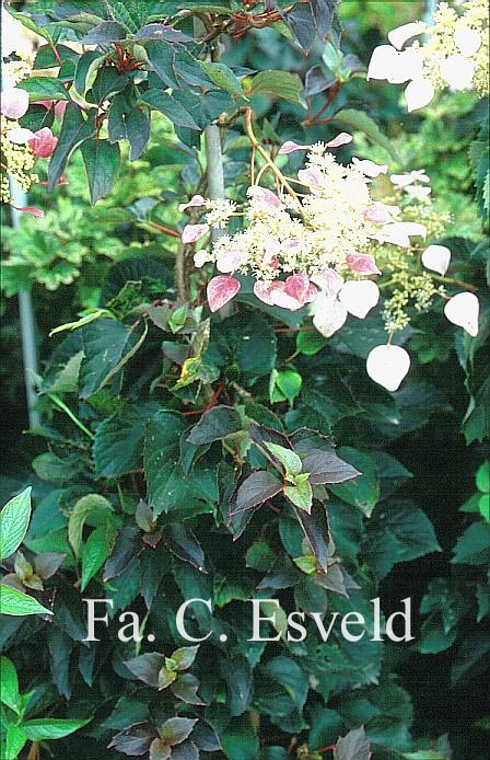 Schizophragma hydrangeoides 'Roseum'