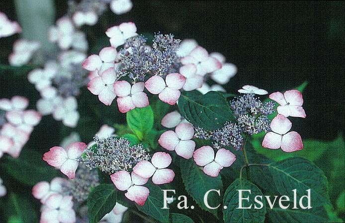 Hydrangea serrata 'Benigaku'