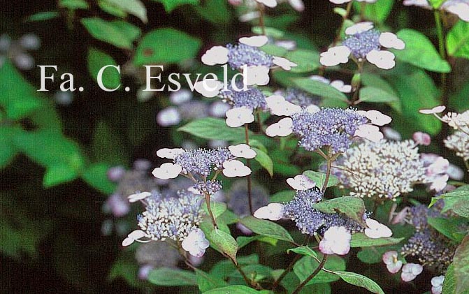 Hydrangea serrata 'Thunbergii'