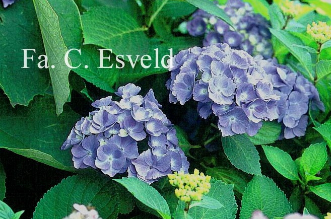 Hydrangea macrophylla 'Bodensee'