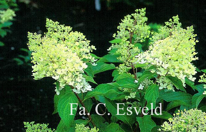 Hydrangea paniculata 'Phantom'