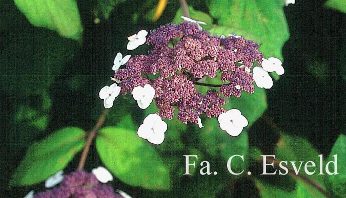 Hydrangea aspera 'Macrophylla'