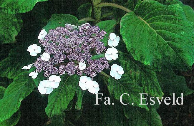 Hydrangea aspera sargentiana