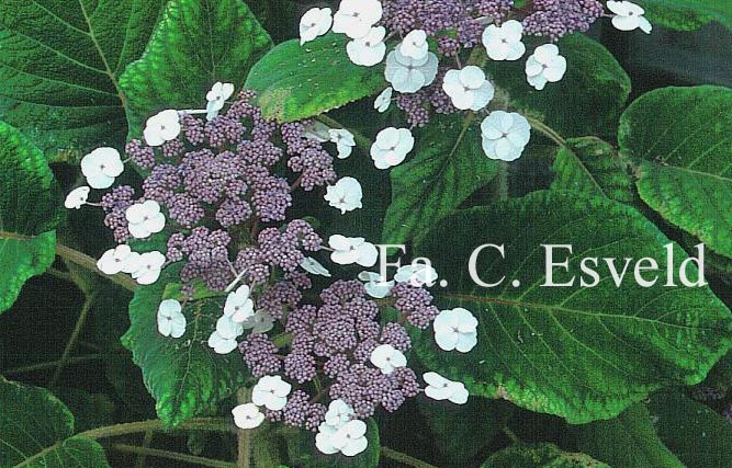 Hydrangea aspera sargentiana