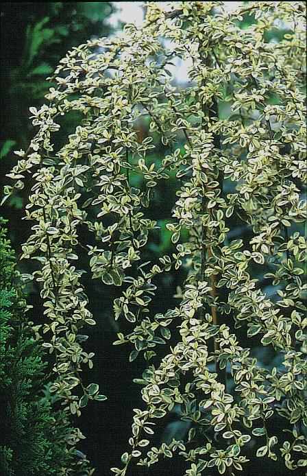 Cotoneaster suecicus 'Erlinda'