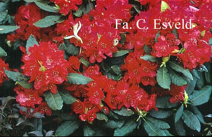 Rhododendron 'Erato'