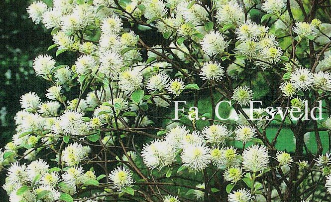 Fothergilla major