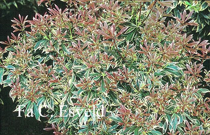 Pieris japonica 'Astrid'