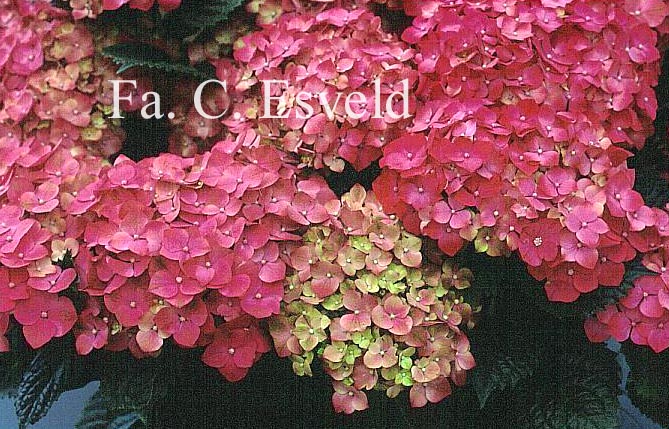 Hydrangea macrophylla 'Leuchtfeuer'