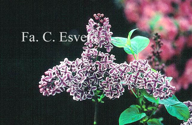 Syringa vulgaris 'Sensation'