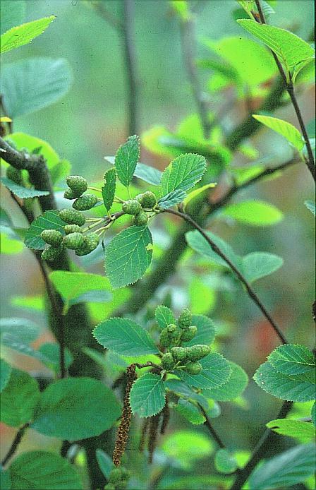 Alnus viridis