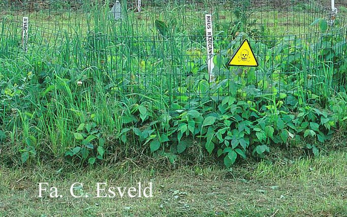 Rhus radicans