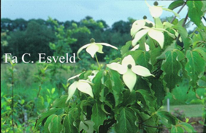 Cornus kousa 'Weisse Fontaene'