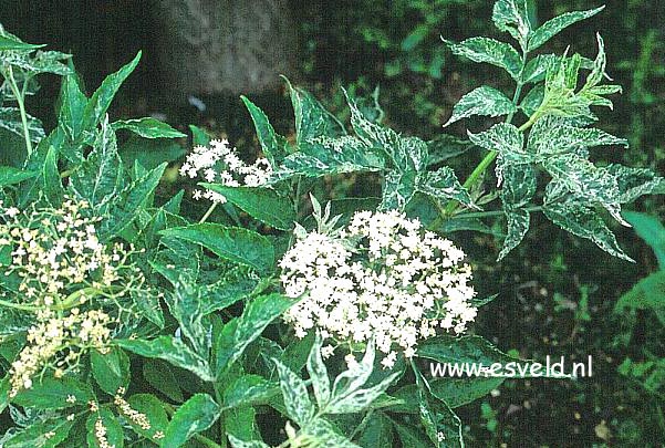 Sambucus nigra 'Pulverulenta'