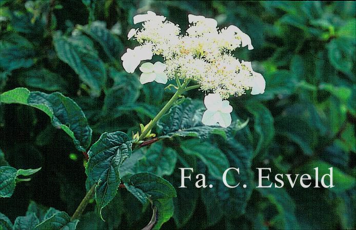 Hydrangea heteromalla 'Morrey's Form'